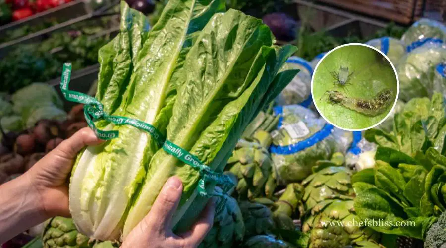 bugs on romaine lettuce from store