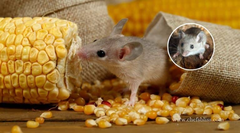 Mouse in Pantry Throw Out Food