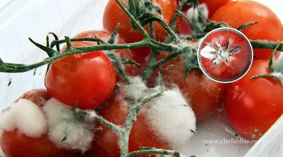 White Mold on Tomatoes