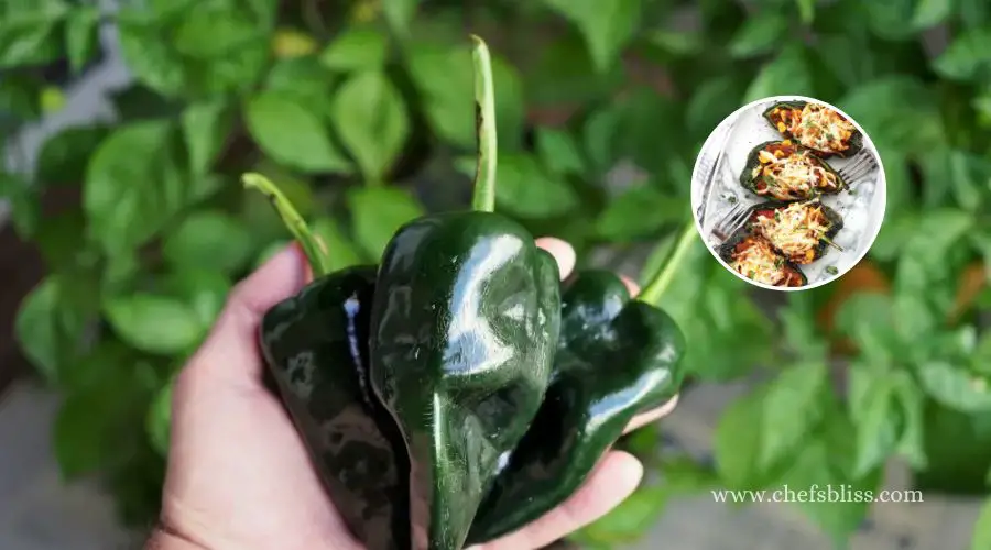 What to Do With Small Poblano Peppers