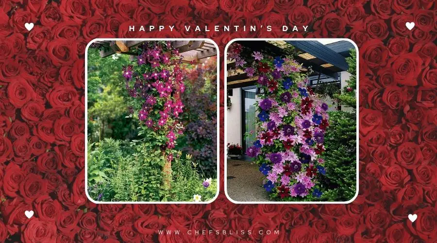 valentine’s day garden flowering vines ideas