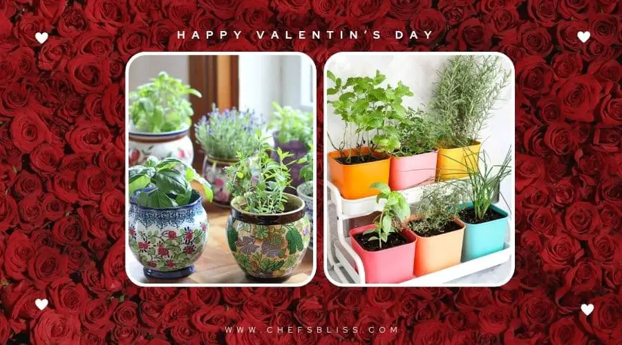 valentine’s day garden herb garden ideas