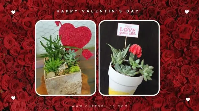 valentine’s day garden succulent ideas