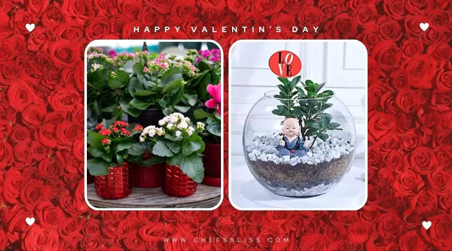 valentine’s day indoor plant gift ideas