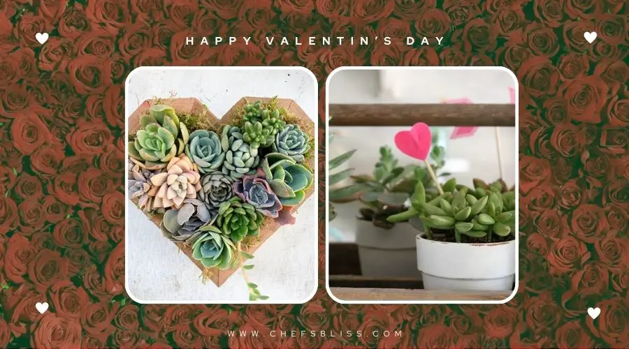 valentine’s day succulent decor ideas